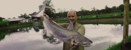 Jaopraya giant catfish